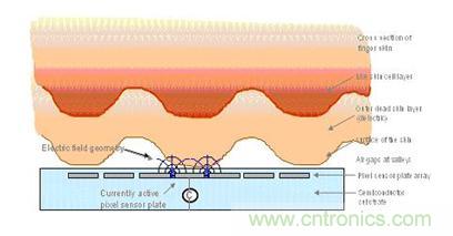 黑客竟能從手指照片復制指紋，指紋識別還安全嗎？