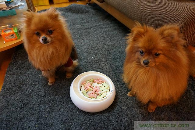 科學喂養從狗娃做起&mdash;&mdash;逗愛乖乖碗測試