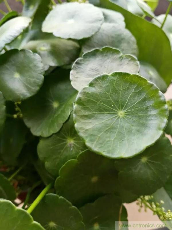 手機(jī)單鏡頭和雙鏡頭設(shè)計(jì)有什么區(qū)別？