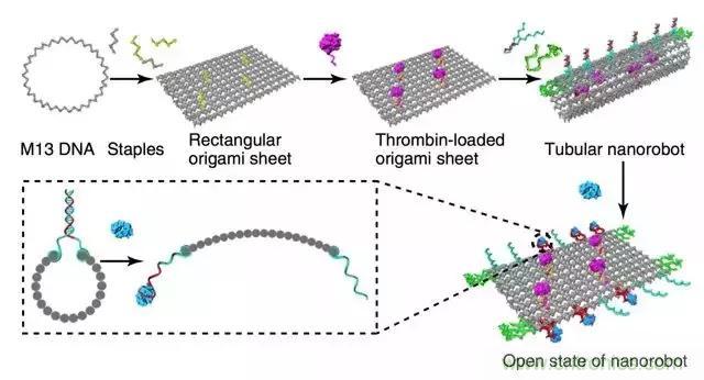 中美科學家聯手,用DNA納米機器人殺死癌細胞