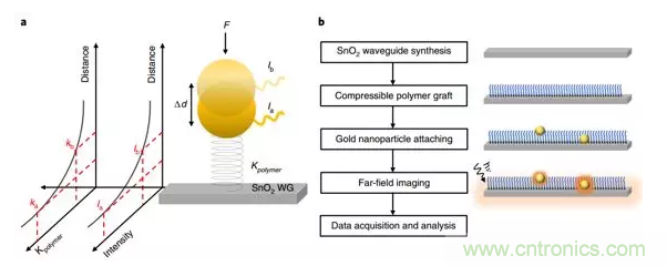 新型納米級光纖應力傳感器:用于分子和細胞水平機械探測