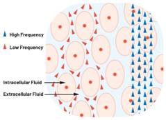  圖1.人體組織的電導率  因此，按照如上初步近似思路，模擬人體行為的電子電路可以建模如下：電阻Ri（細胞內電阻）與電容（細胞膜電容）串聯，二者與另一個電阻Re（細胞外電阻）并聯，如圖2所示2。人體的阻抗范圍在1 kHz左右的低頻時為10 kΩ至1 MΩ，在1 MHz左右的高頻時為1 kΩ至100 Ω。